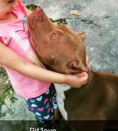 Pit Bull – Canil Supremes Pit