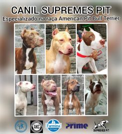 Pit Bull – Canil Supremes Pit