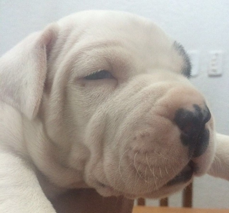 Filhotes de Dogo Argentino em Araraquara SP - Canil Orgullo Montesino