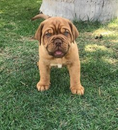 Canil Imperial Z Dogue