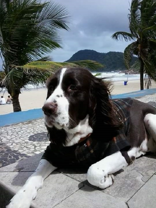 Canil Da Casa Cernache - BOBTAIL Antigo Cão de Pastor Inglês