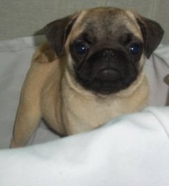 Canil Rei dos Pugs