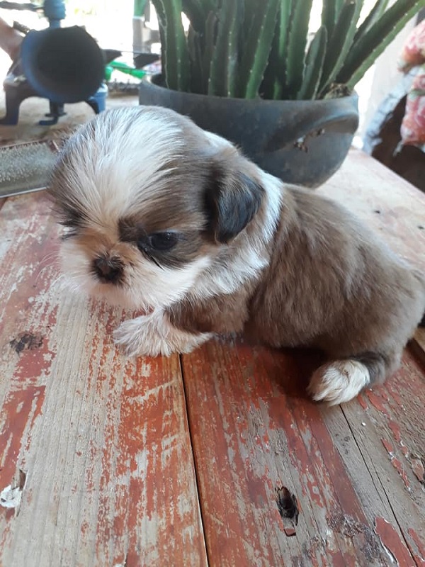 Shih tzu fêmea - Filhotes Bauru e Região