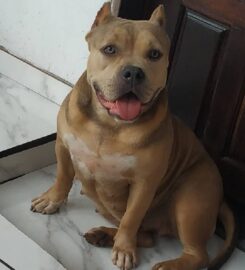 Canil Bull Pallace Kennel