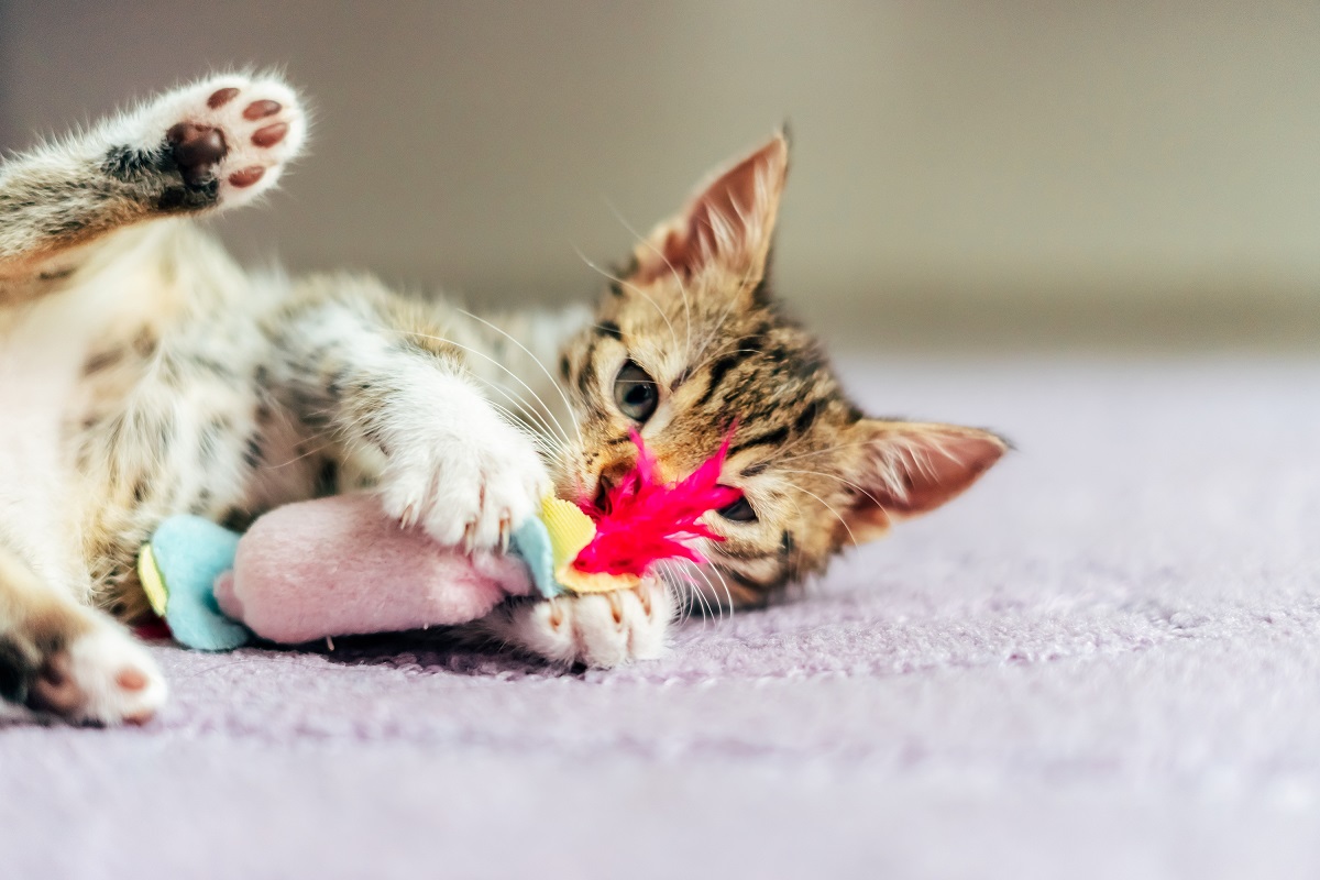 Gato brincando com brinquedo de felino