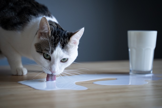 Gato pode tomar leite