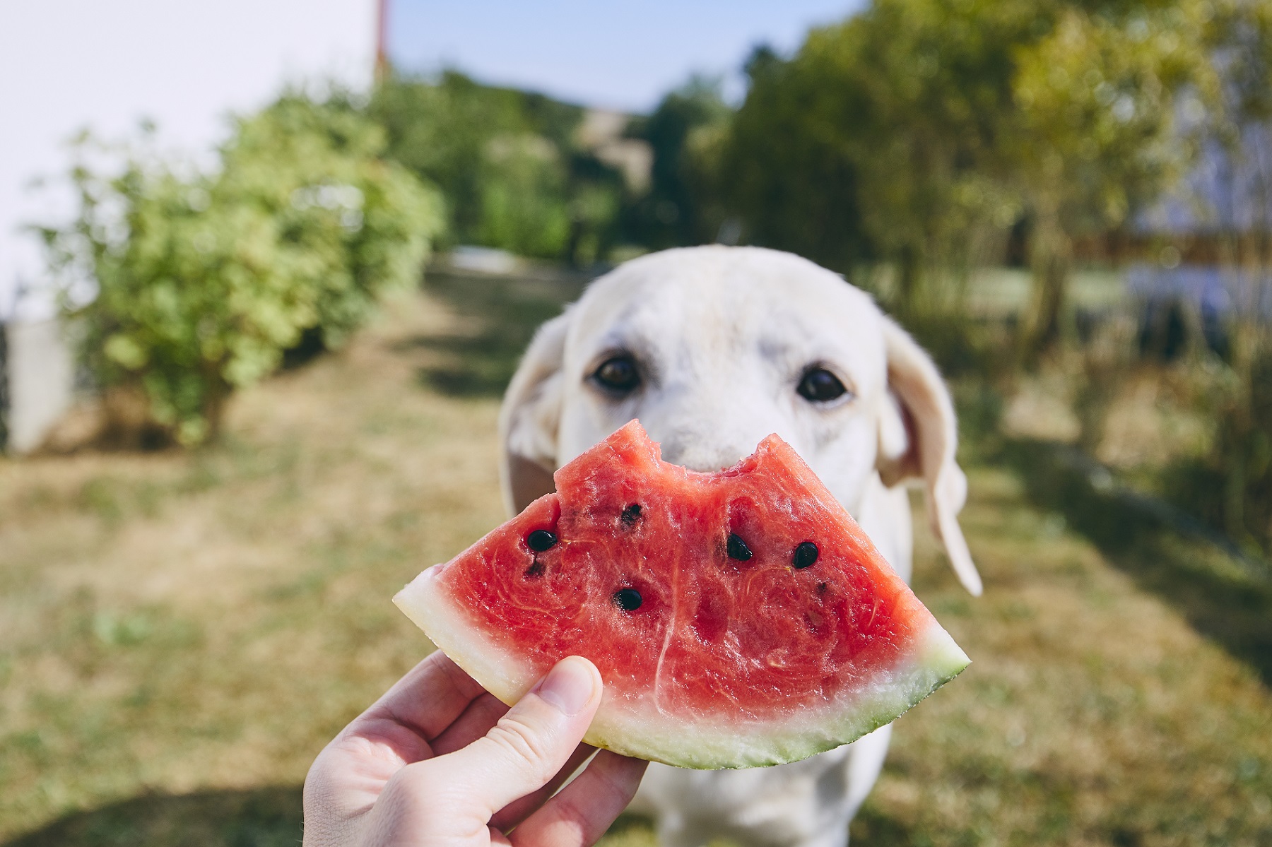 cachorro olhando para melancia