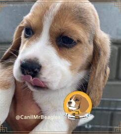 Canil Mr. Beagles