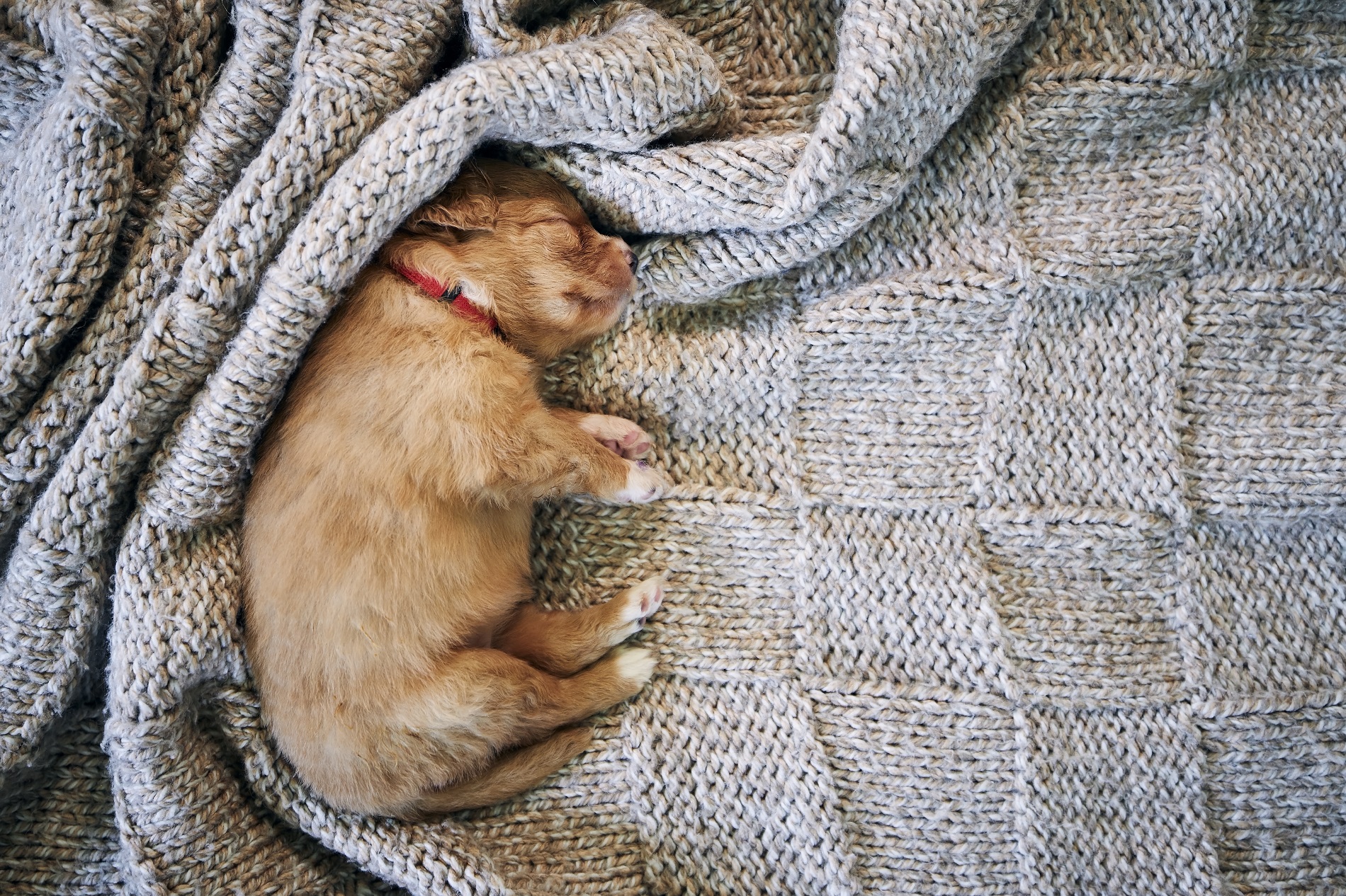 É Normal Filhote De Cachorro Dormir Muito?